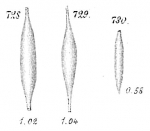 Chromista - Foraminifera (foraminifers)