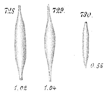 Lagena gracillima Lagena gracillima