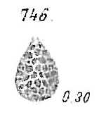 Lagena hexagona