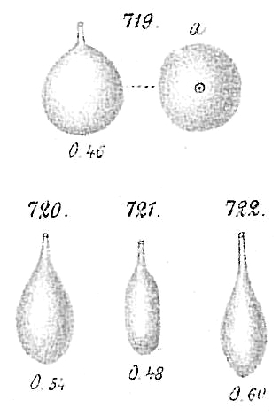 Lagena laevis Lagena laevis