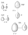 Chromista - Foraminifera (foraminifers)