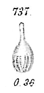 Lagena semistriata Lagena semistriata