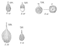 Chromista - Foraminifera (foraminifers)