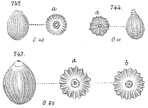 Lagena sulcata sensu Goës (1894) not Walker & Jacob = ?Homalohedra apiopleura (Loeblich & Tappan, 1955) 