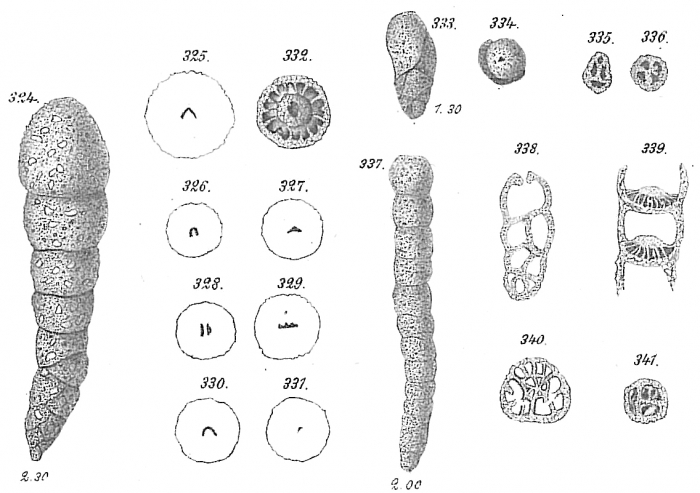 Liebusella goesi