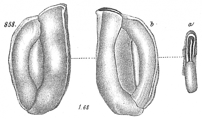Miliolina angulata