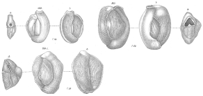 Miliolina bicornis