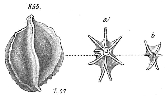 Miliolina bicostata Miliolina bicostata