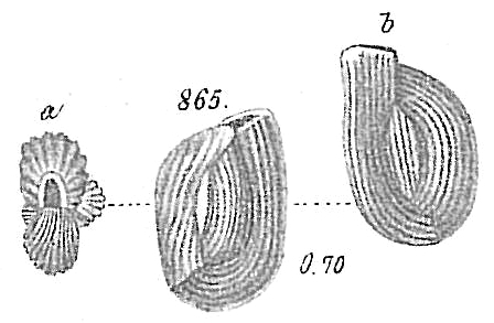 Miliolina boueana Miliolina boueana