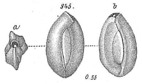 Miliolina candeiana Miliolina candeiana