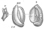 Miliolina concava