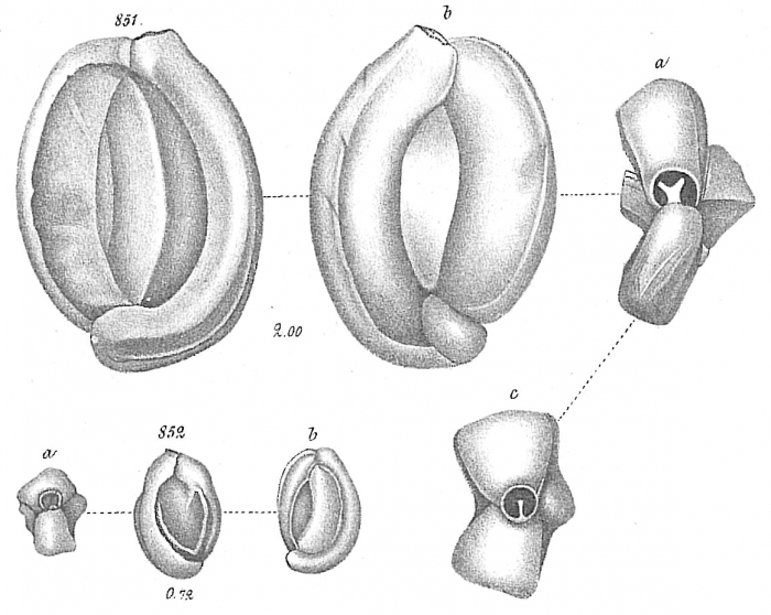 Miliolina contorta