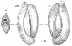 Miliolina elegans