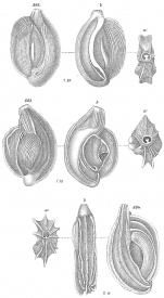 Miliolina pulchella