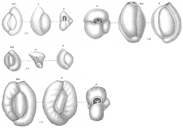 Miliolina seminulum