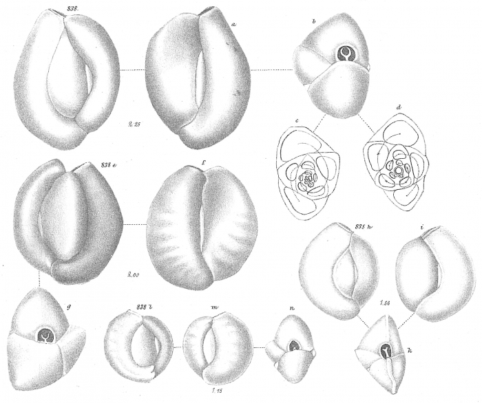 Miliolina seminulum