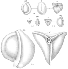 Miliolina tricarinata sensu Goës (1894)
