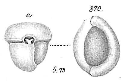 Miliolina trigonula