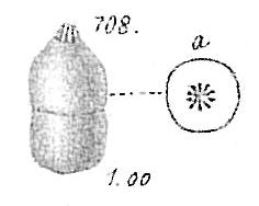 Nodosaria aequalis Nodosaria aequalis