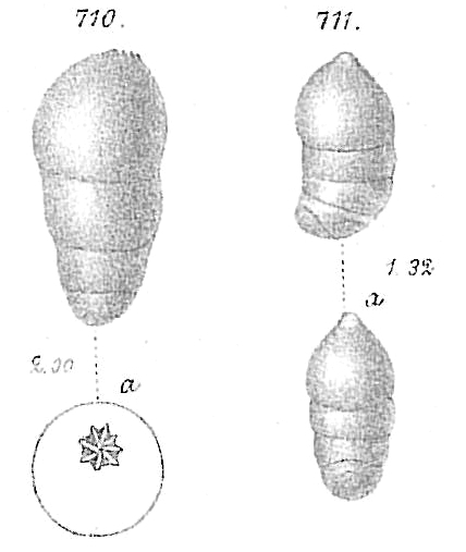 Nodosaria aequalis Nodosaria aequalis