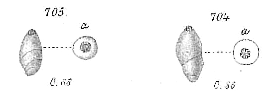 Nodosaria aequalis Nodosaria aequalis