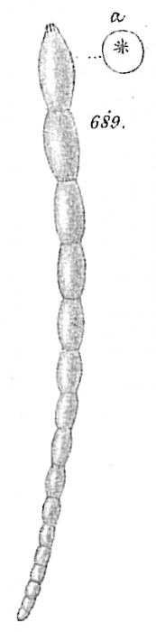 Nodosaria boueana