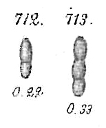 Nodosaria calomorpha Nodosaria calomorpha