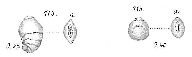 Nodosaria carinata Nodosaria carinata