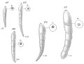 Chromista - Foraminifera (foraminifers)