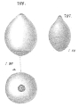 Chromista - Foraminifera (foraminifers)