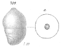 Chromista - Foraminifera (foraminifers)