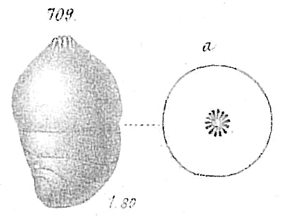 Nodosaria laevigata Nodosaria laevigata