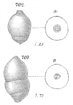 Nodosaria laevigata