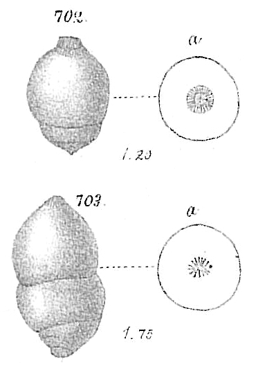 Nodosaria laevigata Nodosaria laevigata
