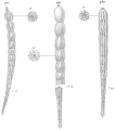 Chromista - Foraminifera (foraminifers)