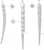 Nodosaria obliqua