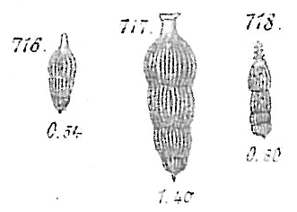 Nodosaria scalaris Nodosaria scalaris