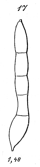 Nodosarina benningseni Nodosarina benningseni