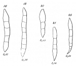 Chromista - Foraminifera (foraminifers)