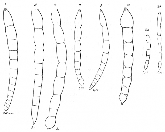 Laevidentalina sp.