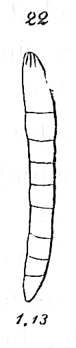 Nodosarina plebeja Nodosarina plebeja