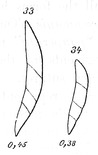 Nodosarina pygmaea