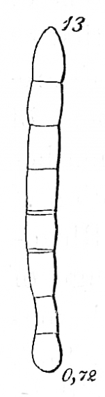 Nodosarina subaequalis