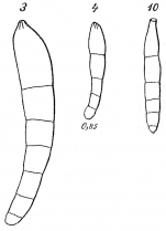 Nodosarina vermiculum