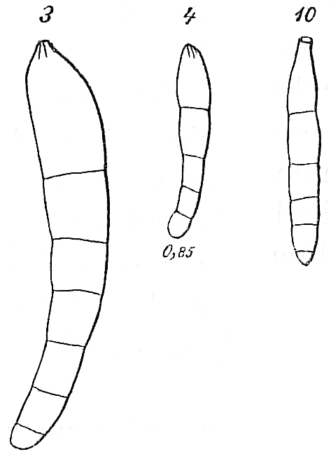 Nodosarina vermiculum