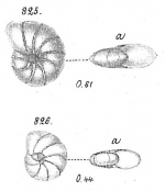 Nonionina depressula