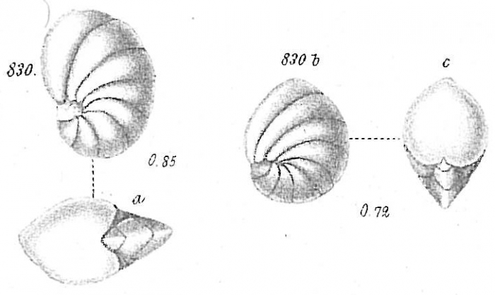 Nonionina scapha