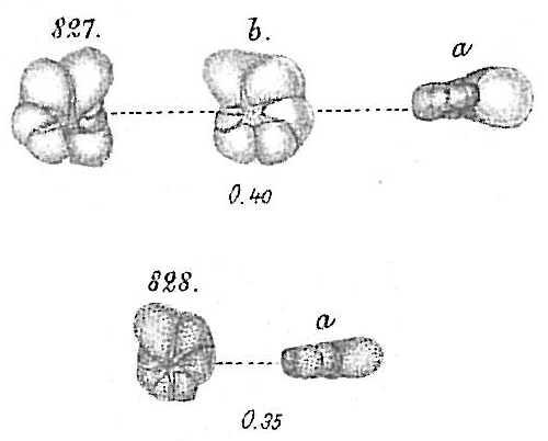 Nonionina stelligera Nonionina stelligera