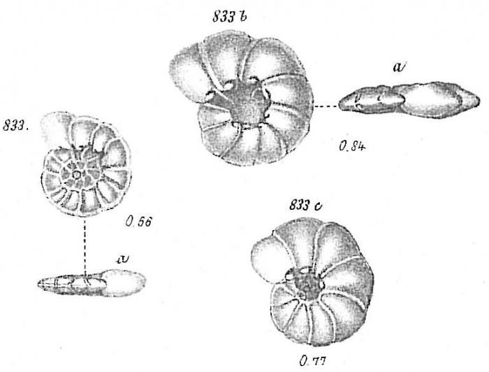 Operculina ammonoidea