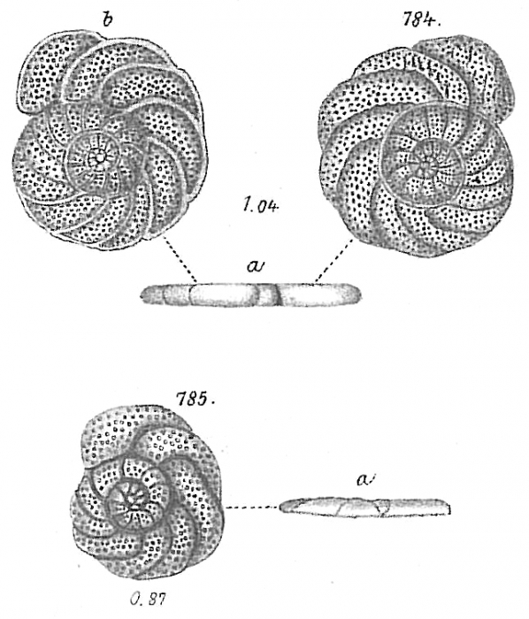 Planulina ariminensis